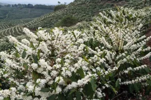 Funky Bean - BeMyBean