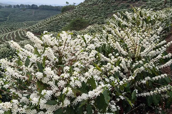 Funky Bean - BeMyBean - obrazek 3