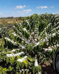 Funky Bean - BeMyBean