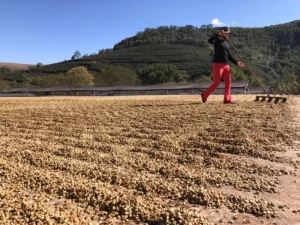 Funky Bean - BeMyBean